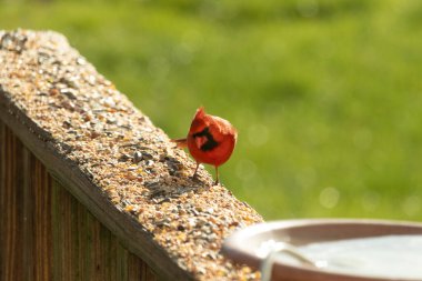 Parlak kırmızı bir erkek, Kuzey Kardinal, kuş yemi ile kaplı, bulanık yeşil bir arka planı olan dokulu bir yüzeyde duruyor. Kuşun canlı rengi öne çıkıyor, arka bahçedeki vahşi yaşamı besleyen bir anı yakalıyor..