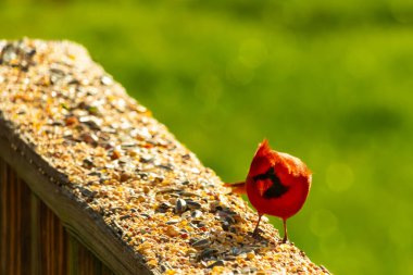 Parlak kırmızı bir erkek, Kuzey Kardinal, kuş yemi ile kaplı, bulanık yeşil bir arka planı olan dokulu bir yüzeyde duruyor. Kuşun canlı rengi öne çıkıyor, arka bahçedeki vahşi yaşamı besleyen bir anı yakalıyor..