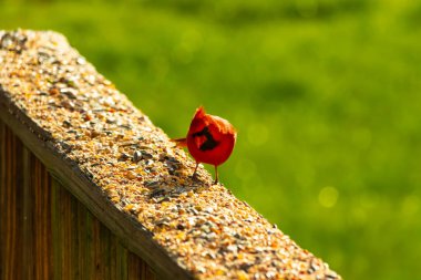 Parlak kırmızı bir erkek, Kuzey Kardinal, kuş yemi ile kaplı, bulanık yeşil bir arka planı olan dokulu bir yüzeyde duruyor. Kuşun canlı rengi öne çıkıyor, arka bahçedeki vahşi yaşamı besleyen bir anı yakalıyor..