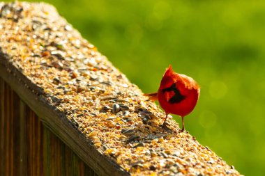 Parlak kırmızı bir erkek, Kuzey Kardinal, kuş yemi ile kaplı, bulanık yeşil bir arka planı olan dokulu bir yüzeyde duruyor. Kuşun canlı rengi öne çıkıyor, arka bahçedeki vahşi yaşamı besleyen bir anı yakalıyor..