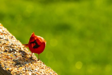 Parlak kırmızı bir erkek, Kuzey Kardinal, kuş yemi ile kaplı, bulanık yeşil bir arka planı olan dokulu bir yüzeyde duruyor. Kuşun canlı rengi öne çıkıyor, arka bahçedeki vahşi yaşamı besleyen bir anı yakalıyor..