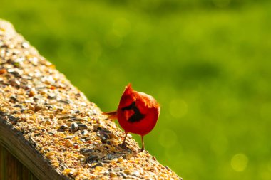 Parlak kırmızı bir erkek, Kuzey Kardinal, kuş yemi ile kaplı, bulanık yeşil bir arka planı olan dokulu bir yüzeyde duruyor. Kuşun canlı rengi öne çıkıyor, arka bahçedeki vahşi yaşamı besleyen bir anı yakalıyor..