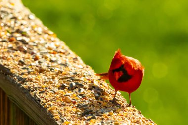 Parlak kırmızı bir erkek, Kuzey Kardinal, kuş yemi ile kaplı, bulanık yeşil bir arka planı olan dokulu bir yüzeyde duruyor. Kuşun canlı rengi öne çıkıyor, arka bahçedeki vahşi yaşamı besleyen bir anı yakalıyor..