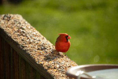 Canlı kırmızı bir kardinal yıpranmış ahşap korkuluklara tünemiş, sağa dönük. Kuşun parlak rengi sessiz arka planda göze çarpıyor. Vahşi yaşam ve kuş teması için mükemmel..