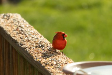 Canlı kırmızı bir kardinal yıpranmış ahşap korkuluklara tünemiş, sağa dönük. Kuşun parlak rengi sessiz arka planda göze çarpıyor. Vahşi yaşam ve kuş teması için mükemmel..