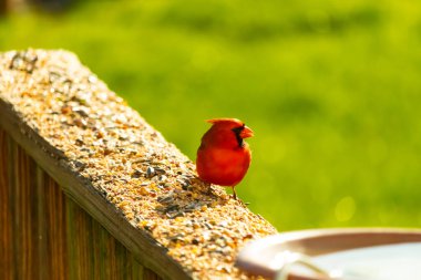 Canlı kırmızı bir kardinal yıpranmış ahşap korkuluklara tünemiş, sağa dönük. Kuşun parlak rengi sessiz arka planda göze çarpıyor. Vahşi yaşam ve kuş teması için mükemmel..