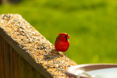 Canlı kırmızı bir kardinal yıpranmış ahşap korkuluklara tünemiş, sağa dönük. Kuşun parlak rengi sessiz arka planda göze çarpıyor. Vahşi yaşam ve kuş teması için mükemmel..