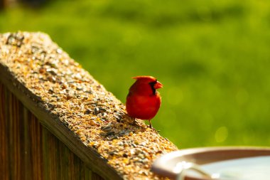 Canlı kırmızı bir kardinal yıpranmış ahşap korkuluklara tünemiş, sağa dönük. Kuşun parlak rengi sessiz arka planda göze çarpıyor. Vahşi yaşam ve kuş teması için mükemmel..