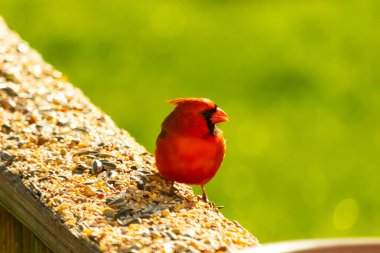 Canlı kırmızı bir kardinal yıpranmış ahşap korkuluklara tünemiş, sağa dönük. Kuşun parlak rengi sessiz arka planda göze çarpıyor. Vahşi yaşam ve kuş teması için mükemmel..