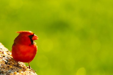 Canlı kırmızı bir kardinal yıpranmış ahşap korkuluklara tünemiş, sağa dönük. Kuşun parlak rengi sessiz arka planda göze çarpıyor. Vahşi yaşam ve kuş teması için mükemmel..