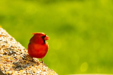 Canlı kırmızı bir kardinal yıpranmış ahşap korkuluklara tünemiş, sağa dönük. Kuşun parlak rengi sessiz arka planda göze çarpıyor. Vahşi yaşam ve kuş teması için mükemmel..