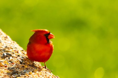 Canlı kırmızı bir kardinal yıpranmış ahşap korkuluklara tünemiş, sağa dönük. Kuşun parlak rengi sessiz arka planda göze çarpıyor. Vahşi yaşam ve kuş teması için mükemmel..