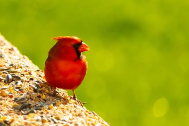 Canlı kırmızı bir kardinal yıpranmış ahşap korkuluklara tünemiş, sağa dönük. Kuşun parlak rengi sessiz arka planda göze çarpıyor. Vahşi yaşam ve kuş teması için mükemmel..