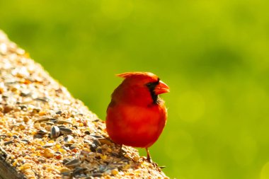 Canlı kırmızı bir kardinal yıpranmış ahşap korkuluklara tünemiş, sağa dönük. Kuşun parlak rengi sessiz arka planda göze çarpıyor. Vahşi yaşam ve kuş teması için mükemmel..
