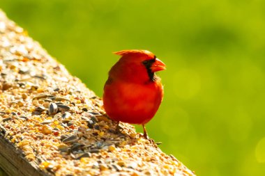 Canlı kırmızı bir kardinal yıpranmış ahşap korkuluklara tünemiş, sağa dönük. Kuşun parlak rengi sessiz arka planda göze çarpıyor. Vahşi yaşam ve kuş teması için mükemmel..