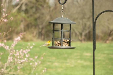 Beyaz kanatlı küçük, sarı bir çam bülbülü siyah metal bir kuş yemliğinin üzerine tünemiş, süette gagalıyor. Arka plan yeşil ve sessiz kahverenginin yumuşak bir karışımı, kuş izleme ve vahşi yaşam fotoğrafçılığı için doğal ve davetkar bir sahne oluşturuyor..