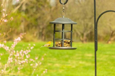 Beyaz kanatlı küçük, sarı bir çam bülbülü siyah metal bir kuş yemliğinin üzerine tünemiş, süette gagalıyor. Arka plan yeşil ve sessiz kahverenginin yumuşak bir karışımı, kuş izleme ve vahşi yaşam fotoğrafçılığı için doğal ve davetkar bir sahne oluşturuyor..