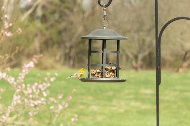 Beyaz kanatlı küçük, sarı bir çam bülbülü siyah metal bir kuş yemliğinin üzerine tünemiş, süette gagalıyor. Arka plan yeşil ve sessiz kahverenginin yumuşak bir karışımı, kuş izleme ve vahşi yaşam fotoğrafçılığı için doğal ve davetkar bir sahne oluşturuyor..