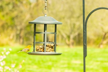 Beyaz kanatlı küçük, sarı bir çam bülbülü siyah metal bir kuş yemliğinin üzerine tünemiş, süette gagalıyor. Arka plan yeşil ve sessiz kahverenginin yumuşak bir karışımı, kuş izleme ve vahşi yaşam fotoğrafçılığı için doğal ve davetkar bir sahne oluşturuyor..