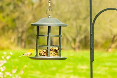 Beyaz kanatlı küçük, sarı bir çam bülbülü siyah metal bir kuş yemliğinin üzerine tünemiş, süette gagalıyor. Arka plan yeşil ve sessiz kahverenginin yumuşak bir karışımı, kuş izleme ve vahşi yaşam fotoğrafçılığı için doğal ve davetkar bir sahne oluşturuyor..