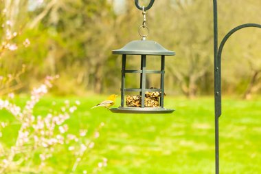 Beyaz kanatlı küçük, sarı bir çam bülbülü siyah metal bir kuş yemliğinin üzerine tünemiş, süette gagalıyor. Arka plan yeşil ve sessiz kahverenginin yumuşak bir karışımı, kuş izleme ve vahşi yaşam fotoğrafçılığı için doğal ve davetkar bir sahne oluşturuyor..