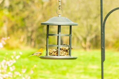 Beyaz kanatlı küçük, sarı bir çam bülbülü siyah metal bir kuş yemliğinin üzerine tünemiş, süette gagalıyor. Arka plan yeşil ve sessiz kahverenginin yumuşak bir karışımı, kuş izleme ve vahşi yaşam fotoğrafçılığı için doğal ve davetkar bir sahne oluşturuyor..