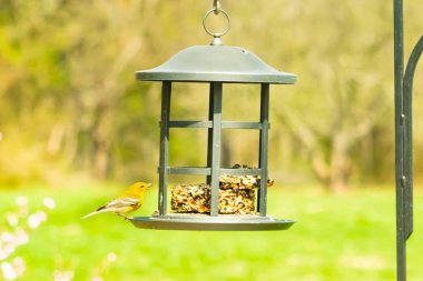 Beyaz kanatlı küçük, sarı bir çam bülbülü siyah metal bir kuş yemliğinin üzerine tünemiş, süette gagalıyor. Arka plan yeşil ve sessiz kahverenginin yumuşak bir karışımı, kuş izleme ve vahşi yaşam fotoğrafçılığı için doğal ve davetkar bir sahne oluşturuyor..