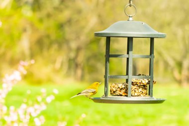 Beyaz kanatlı küçük, sarı bir çam bülbülü siyah metal bir kuş yemliğinin üzerine tünemiş, süette gagalıyor. Arka plan yeşil ve sessiz kahverenginin yumuşak bir karışımı, kuş izleme ve vahşi yaşam fotoğrafçılığı için doğal ve davetkar bir sahne oluşturuyor..