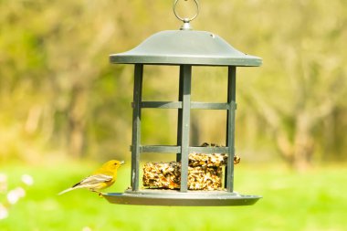 Beyaz kanatlı küçük, sarı bir çam bülbülü siyah metal bir kuş yemliğinin üzerine tünemiş, süette gagalıyor. Arka plan yeşil ve sessiz kahverenginin yumuşak bir karışımı, kuş izleme ve vahşi yaşam fotoğrafçılığı için doğal ve davetkar bir sahne oluşturuyor..