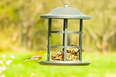 Beyaz kanatlı küçük, sarı bir çam bülbülü siyah metal bir kuş yemliğinin üzerine tünemiş, süette gagalıyor. Arka plan yeşil ve sessiz kahverenginin yumuşak bir karışımı, kuş izleme ve vahşi yaşam fotoğrafçılığı için doğal ve davetkar bir sahne oluşturuyor..