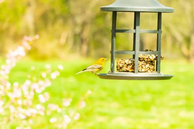 Beyaz kanatlı küçük, sarı bir çam bülbülü siyah metal bir kuş yemliğinin üzerine tünemiş, süette gagalıyor. Arka plan yeşil ve sessiz kahverenginin yumuşak bir karışımı, kuş izleme ve vahşi yaşam fotoğrafçılığı için doğal ve davetkar bir sahne oluşturuyor..