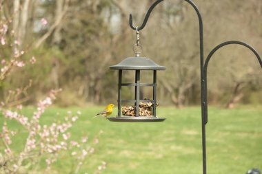 Beyaz kanatlı küçük, sarı bir çam bülbülü siyah metal bir kuş yemliğinin üzerine tünemiş, süette gagalıyor. Arka plan yeşil ve sessiz kahverenginin yumuşak bir karışımı, kuş izleme ve vahşi yaşam fotoğrafçılığı için doğal ve davetkar bir sahne oluşturuyor..