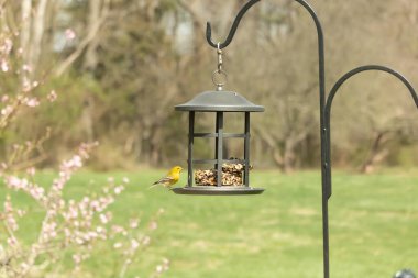 Beyaz kanatlı küçük, sarı bir çam bülbülü siyah metal bir kuş yemliğinin üzerine tünemiş, süette gagalıyor. Arka plan yeşil ve sessiz kahverenginin yumuşak bir karışımı, kuş izleme ve vahşi yaşam fotoğrafçılığı için doğal ve davetkar bir sahne oluşturuyor..