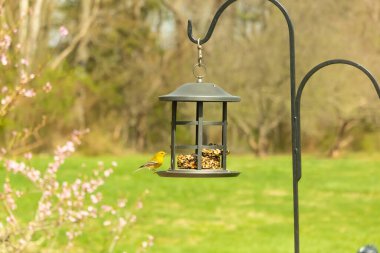 Beyaz kanatlı küçük, sarı bir çam bülbülü siyah metal bir kuş yemliğinin üzerine tünemiş, süette gagalıyor. Arka plan yeşil ve sessiz kahverenginin yumuşak bir karışımı, kuş izleme ve vahşi yaşam fotoğrafçılığı için doğal ve davetkar bir sahne oluşturuyor..