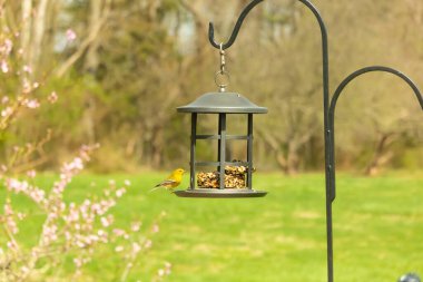 Beyaz kanatlı küçük, sarı bir çam bülbülü siyah metal bir kuş yemliğinin üzerine tünemiş, süette gagalıyor. Arka plan yeşil ve sessiz kahverenginin yumuşak bir karışımı, kuş izleme ve vahşi yaşam fotoğrafçılığı için doğal ve davetkar bir sahne oluşturuyor..