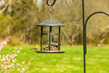 Beyaz kanatlı küçük, sarı bir çam bülbülü siyah metal bir kuş yemliğinin üzerine tünemiş, süette gagalıyor. Arka plan yeşil ve sessiz kahverenginin yumuşak bir karışımı, kuş izleme ve vahşi yaşam fotoğrafçılığı için doğal ve davetkar bir sahne oluşturuyor..