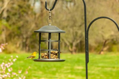Beyaz kanatlı küçük, sarı bir çam bülbülü siyah metal bir kuş yemliğinin üzerine tünemiş, süette gagalıyor. Arka plan yeşil ve sessiz kahverenginin yumuşak bir karışımı, kuş izleme ve vahşi yaşam fotoğrafçılığı için doğal ve davetkar bir sahne oluşturuyor..