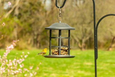 Beyaz kanatlı küçük, sarı bir çam bülbülü siyah metal bir kuş yemliğinin üzerine tünemiş, süette gagalıyor. Arka plan yeşil ve sessiz kahverenginin yumuşak bir karışımı, kuş izleme ve vahşi yaşam fotoğrafçılığı için doğal ve davetkar bir sahne oluşturuyor..
