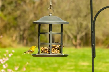 Beyaz kanatlı küçük, sarı bir çam bülbülü siyah metal bir kuş yemliğinin üzerine tünemiş, süette gagalıyor. Arka plan yeşil ve sessiz kahverenginin yumuşak bir karışımı, kuş izleme ve vahşi yaşam fotoğrafçılığı için doğal ve davetkar bir sahne oluşturuyor..