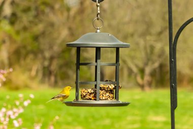 Beyaz kanatlı küçük, sarı bir çam bülbülü siyah metal bir kuş yemliğinin üzerine tünemiş, süette gagalıyor. Arka plan yeşil ve sessiz kahverenginin yumuşak bir karışımı, kuş izleme ve vahşi yaşam fotoğrafçılığı için doğal ve davetkar bir sahne oluşturuyor..