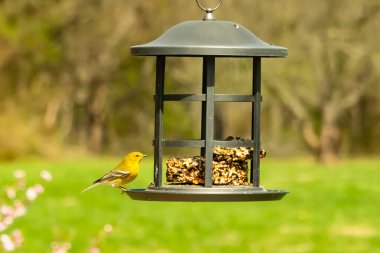 Beyaz kanatlı küçük, sarı bir çam bülbülü siyah metal bir kuş yemliğinin üzerine tünemiş, süette gagalıyor. Arka plan yeşil ve sessiz kahverenginin yumuşak bir karışımı, kuş izleme ve vahşi yaşam fotoğrafçılığı için doğal ve davetkar bir sahne oluşturuyor..