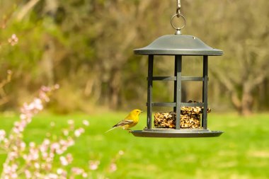 Beyaz kanatlı küçük, sarı bir çam bülbülü siyah metal bir kuş yemliğinin üzerine tünemiş, süette gagalıyor. Arka plan yeşil ve sessiz kahverenginin yumuşak bir karışımı, kuş izleme ve vahşi yaşam fotoğrafçılığı için doğal ve davetkar bir sahne oluşturuyor..
