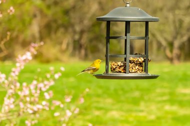 Beyaz kanatlı küçük, sarı bir çam bülbülü siyah metal bir kuş yemliğinin üzerine tünemiş, süette gagalıyor. Arka plan yeşil ve sessiz kahverenginin yumuşak bir karışımı, kuş izleme ve vahşi yaşam fotoğrafçılığı için doğal ve davetkar bir sahne oluşturuyor..