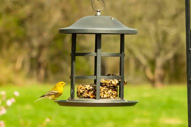 Beyaz kanatlı küçük, sarı bir çam bülbülü siyah metal bir kuş yemliğinin üzerine tünemiş, süette gagalıyor. Arka plan yeşil ve sessiz kahverenginin yumuşak bir karışımı, kuş izleme ve vahşi yaşam fotoğrafçılığı için doğal ve davetkar bir sahne oluşturuyor..