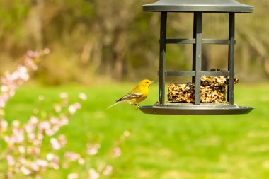 Beyaz kanatlı küçük, sarı bir çam bülbülü siyah metal bir kuş yemliğinin üzerine tünemiş, süette gagalıyor. Arka plan yeşil ve sessiz kahverenginin yumuşak bir karışımı, kuş izleme ve vahşi yaşam fotoğrafçılığı için doğal ve davetkar bir sahne oluşturuyor..