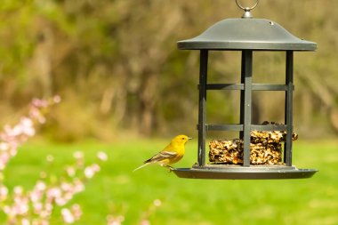 Beyaz kanatlı küçük, sarı bir çam bülbülü siyah metal bir kuş yemliğinin üzerine tünemiş, süette gagalıyor. Arka plan yeşil ve sessiz kahverenginin yumuşak bir karışımı, kuş izleme ve vahşi yaşam fotoğrafçılığı için doğal ve davetkar bir sahne oluşturuyor..