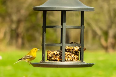 Beyaz kanatlı küçük, sarı bir çam bülbülü siyah metal bir kuş yemliğinin üzerine tünemiş, süette gagalıyor. Arka plan yeşil ve sessiz kahverenginin yumuşak bir karışımı, kuş izleme ve vahşi yaşam fotoğrafçılığı için doğal ve davetkar bir sahne oluşturuyor..