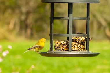 Beyaz kanatlı küçük, sarı bir çam bülbülü siyah metal bir kuş yemliğinin üzerine tünemiş, süette gagalıyor. Arka plan yeşil ve sessiz kahverenginin yumuşak bir karışımı, kuş izleme ve vahşi yaşam fotoğrafçılığı için doğal ve davetkar bir sahne oluşturuyor..