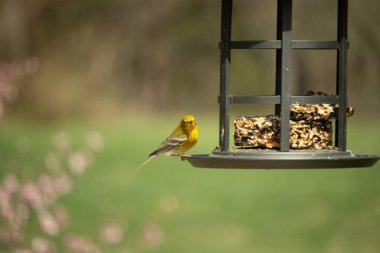 Beyaz kanatlı küçük, sarı bir çam bülbülü siyah metal bir kuş yemliğinin üzerine tünemiş, süette gagalıyor. Arka plan yeşil ve sessiz kahverenginin yumuşak bir karışımı, kuş izleme ve vahşi yaşam fotoğrafçılığı için doğal ve davetkar bir sahne oluşturuyor..