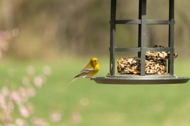 Beyaz kanatlı küçük, sarı bir çam bülbülü siyah metal bir kuş yemliğinin üzerine tünemiş, süette gagalıyor. Arka plan yeşil ve sessiz kahverenginin yumuşak bir karışımı, kuş izleme ve vahşi yaşam fotoğrafçılığı için doğal ve davetkar bir sahne oluşturuyor..